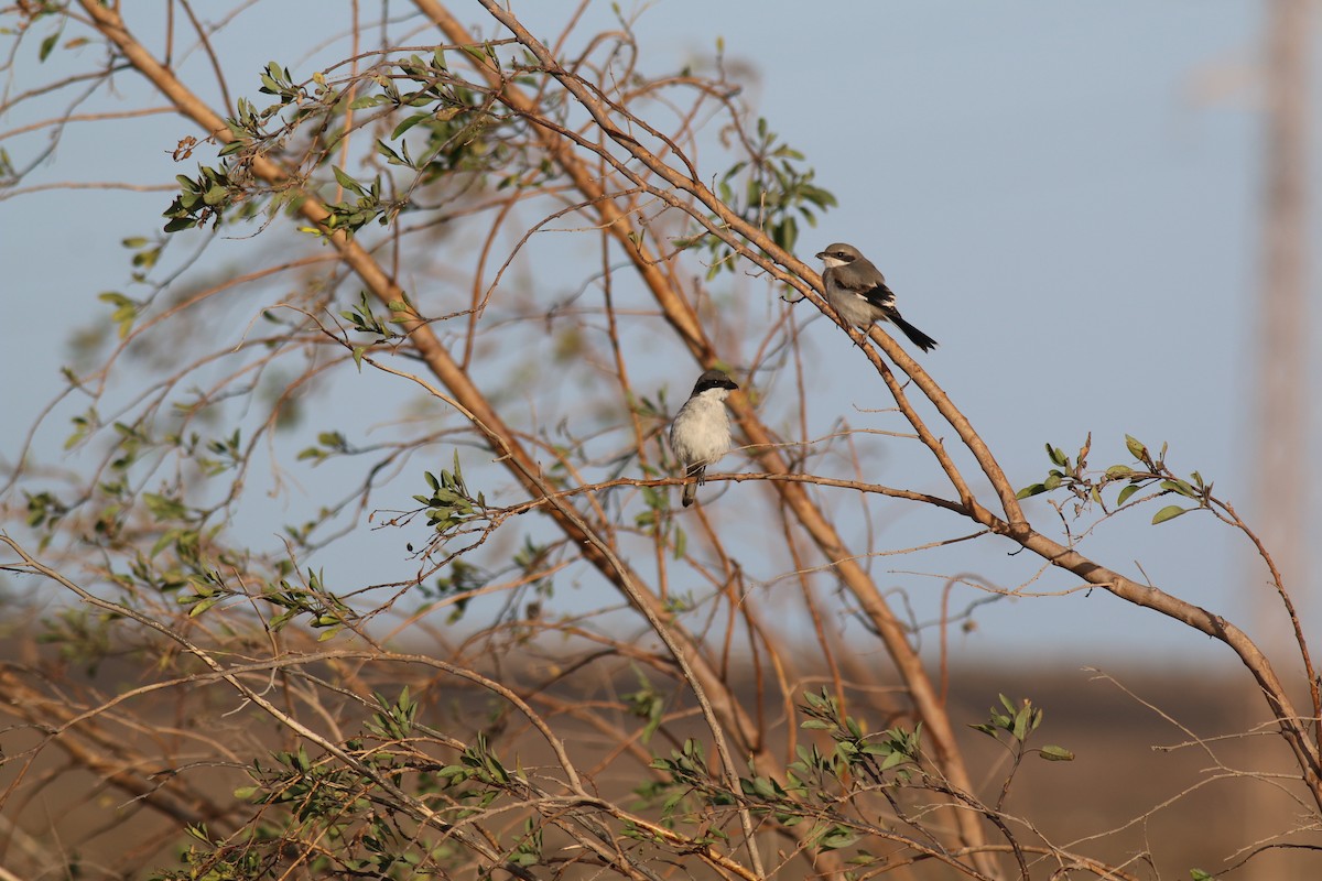 Great Gray Shrike - ML645858679