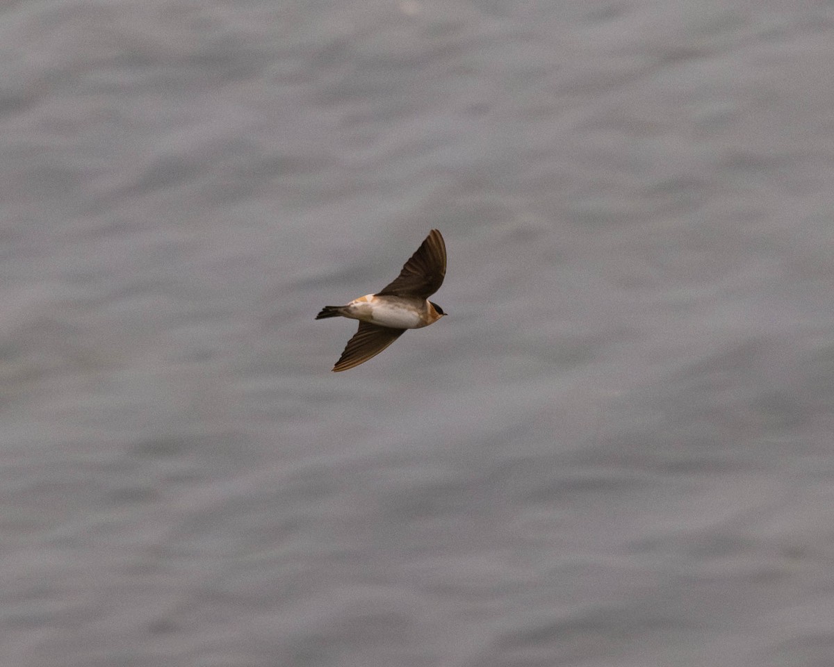 vlaštovka jeskynní - ML645858681