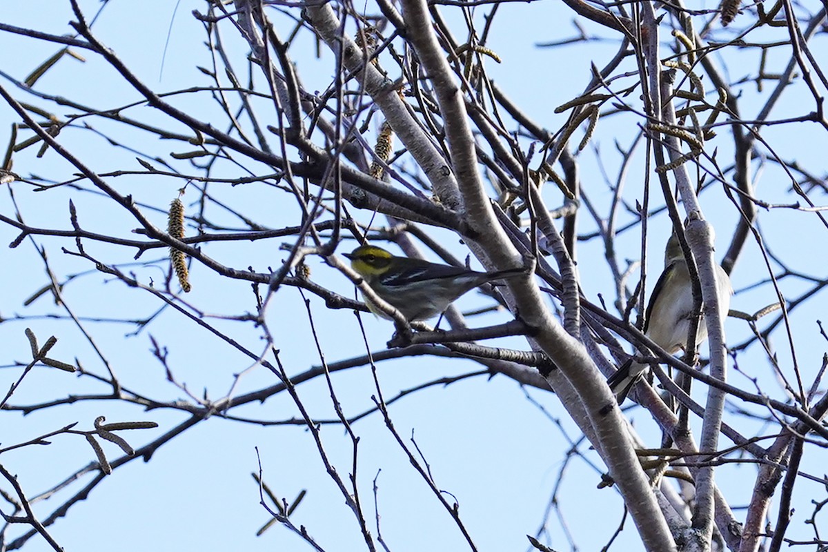 Townsend's Warbler - ML645858686