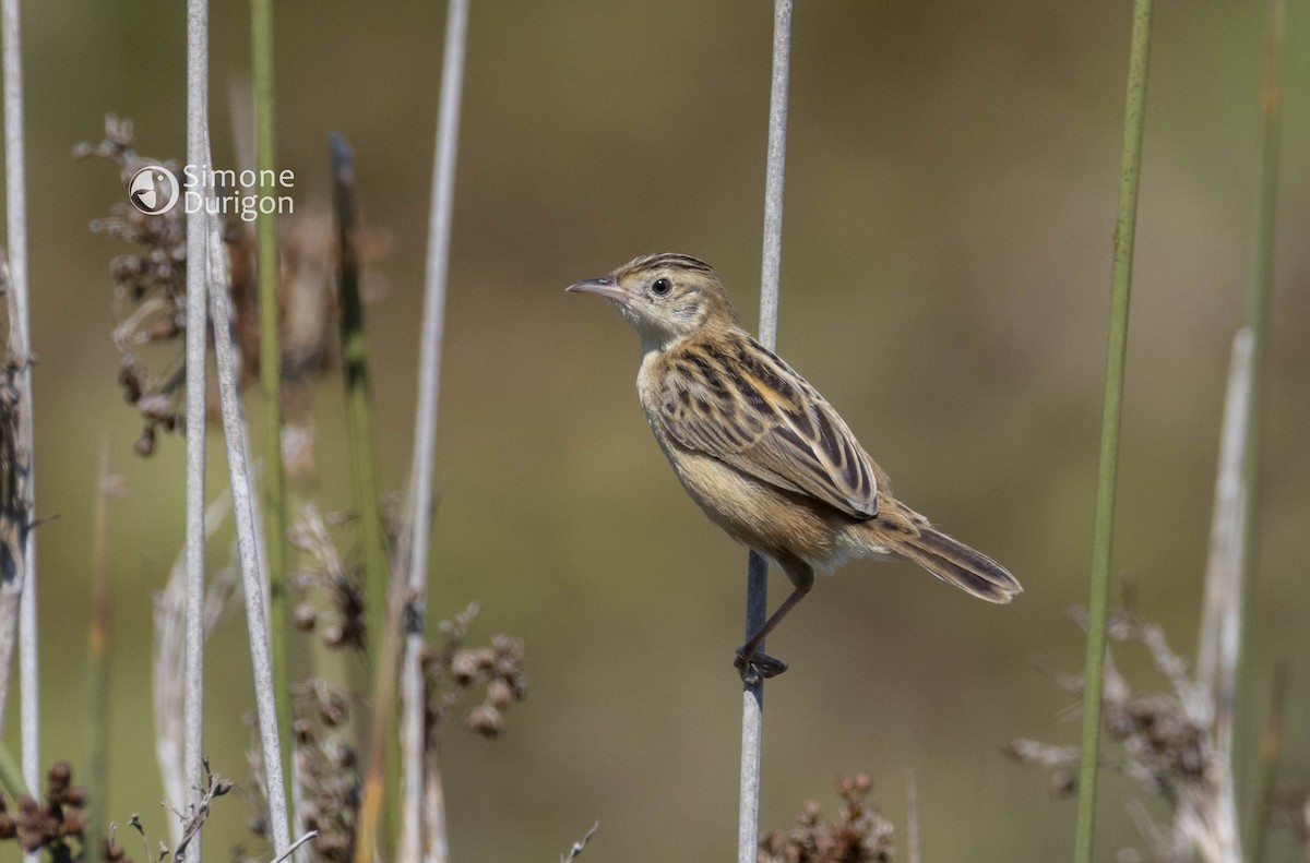 Zitting Cisticola - ML645858696