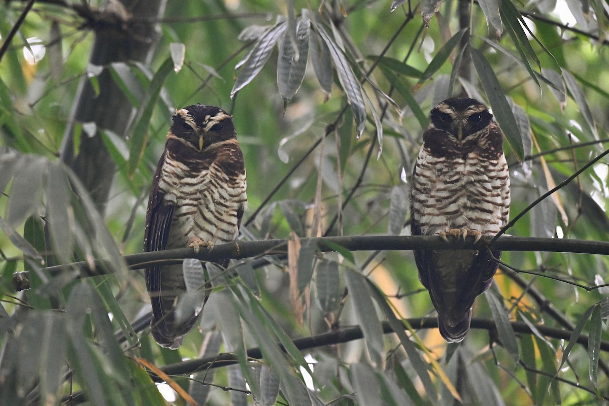 Band-bellied Owl - ML645858697