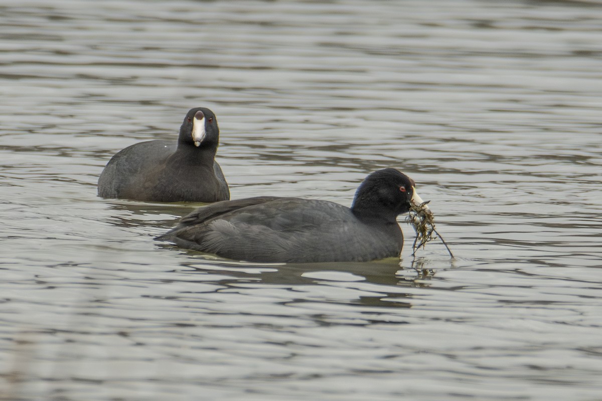 lyska americká - ML645858711