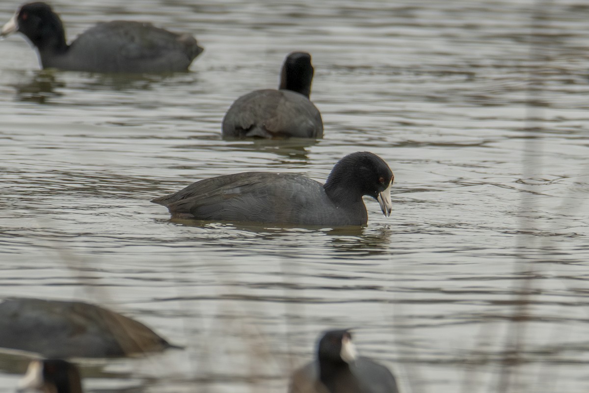 lyska americká - ML645858712