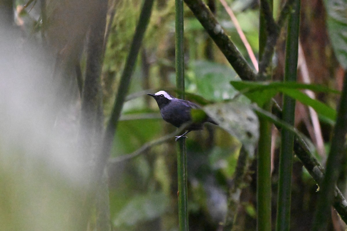 White-browed Antbird - ML645858714