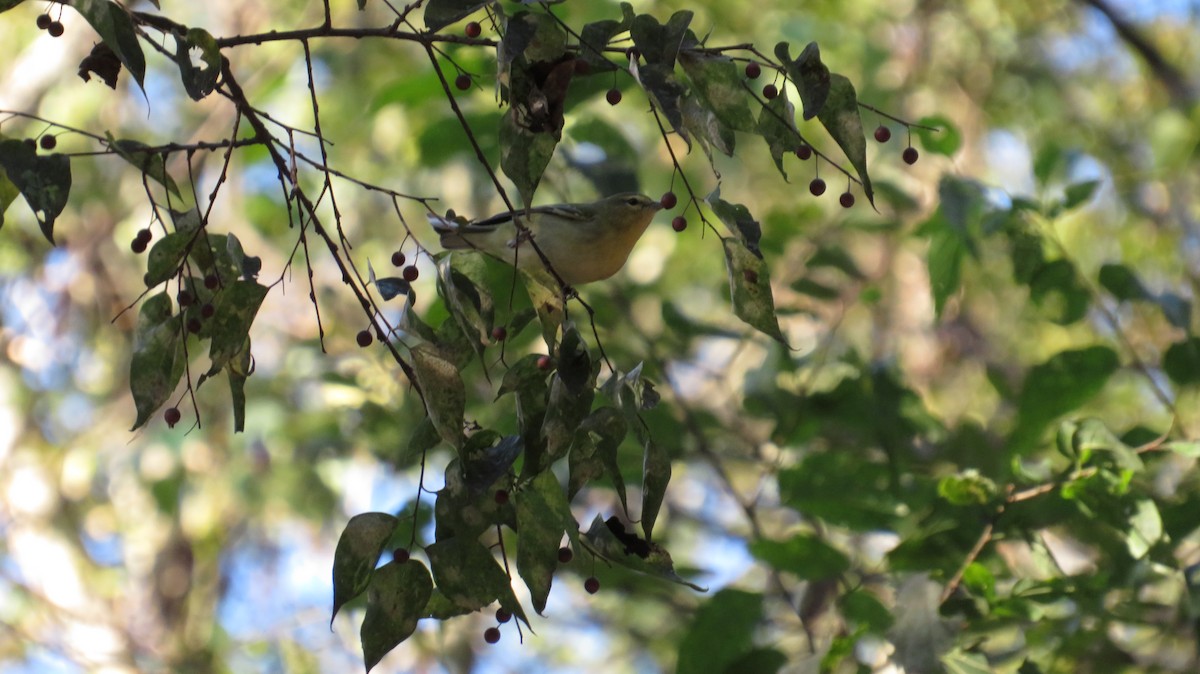 Tennessee Warbler - ML645858717