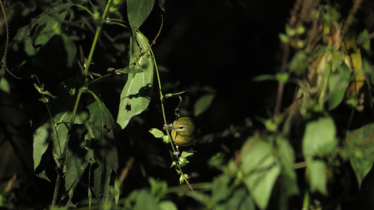 Tennessee Warbler - ML645858718