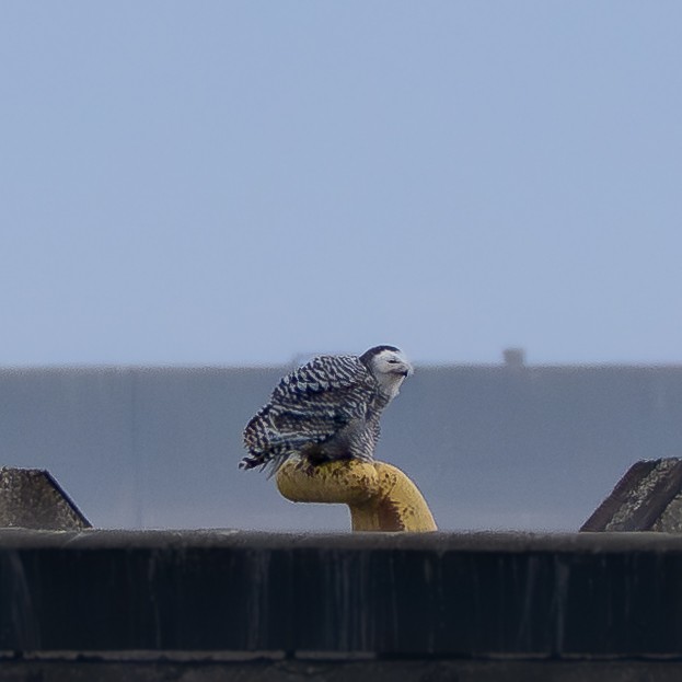 Snowy Owl - ML645858719