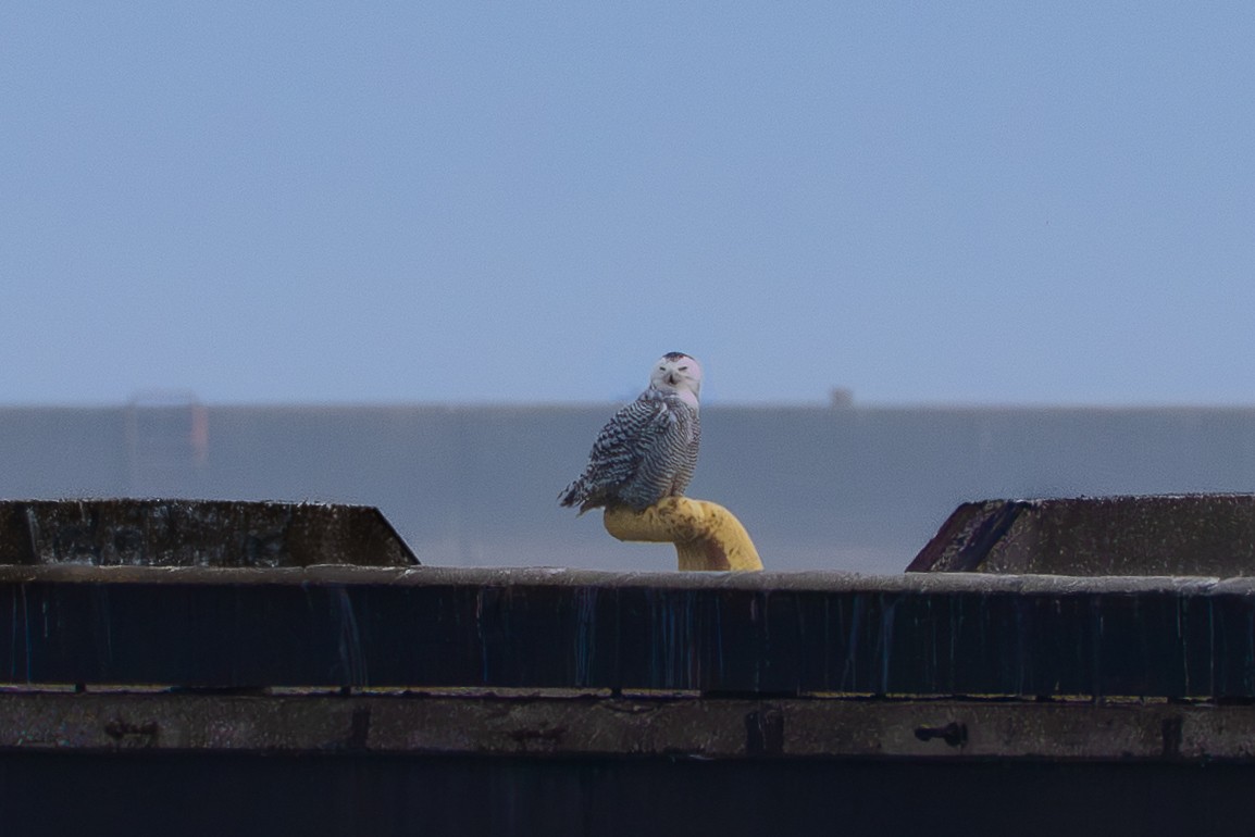 Snowy Owl - ML645858720