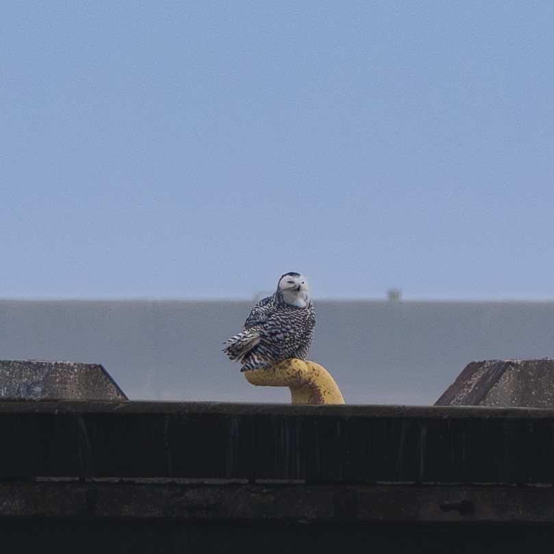 Snowy Owl - ML645858721