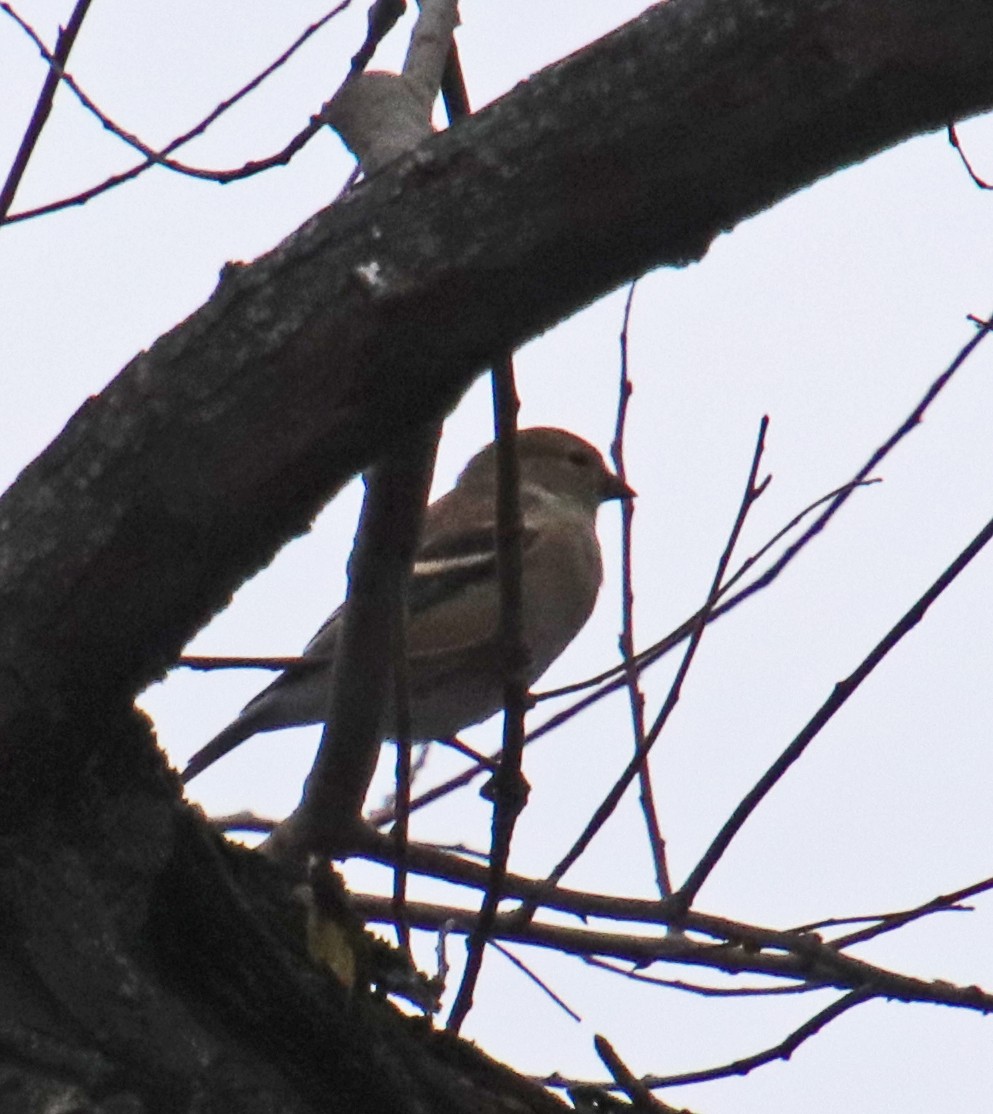 Altın İskete - ML645858723