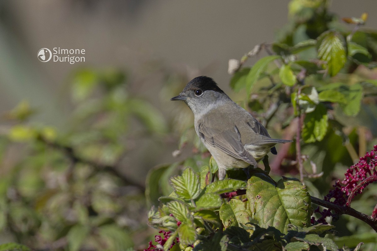 Eurasian Blackcap - ML645858728