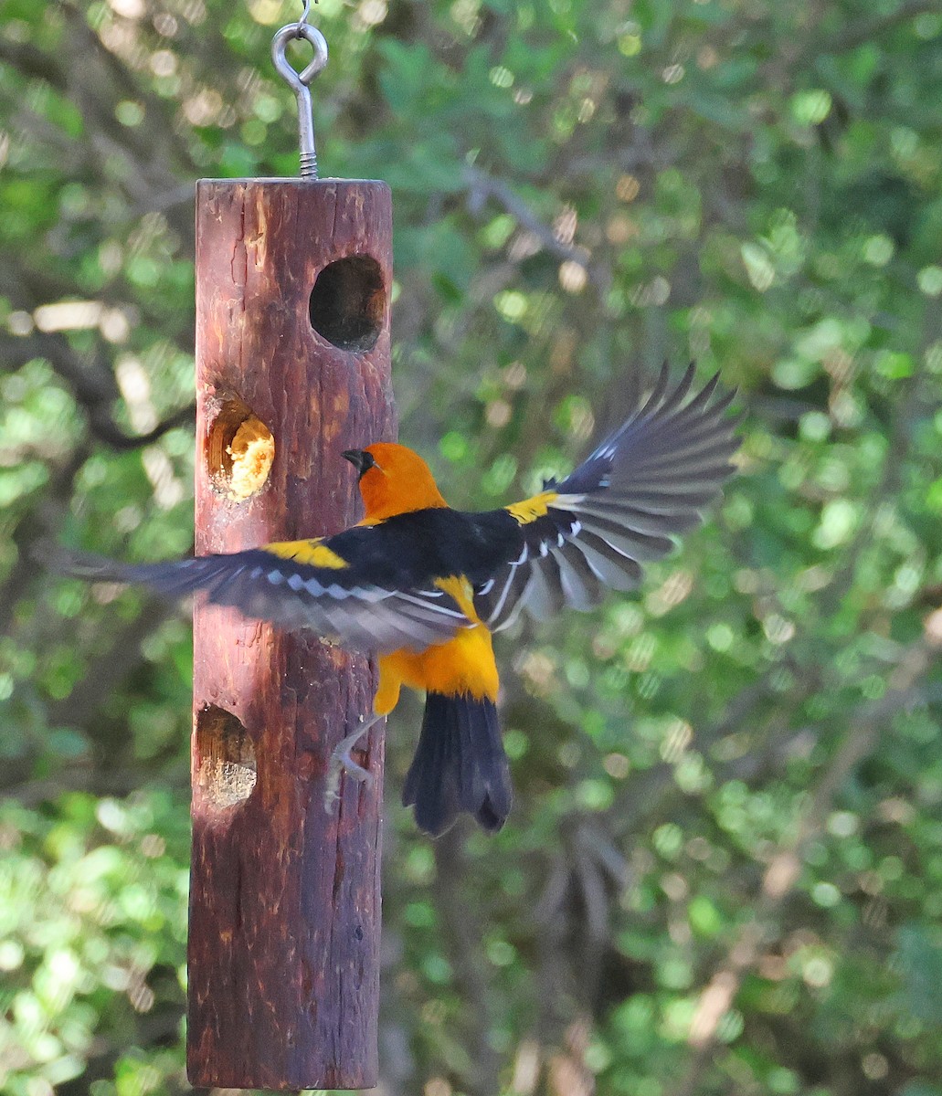 Altamira Oriole - ML645858743