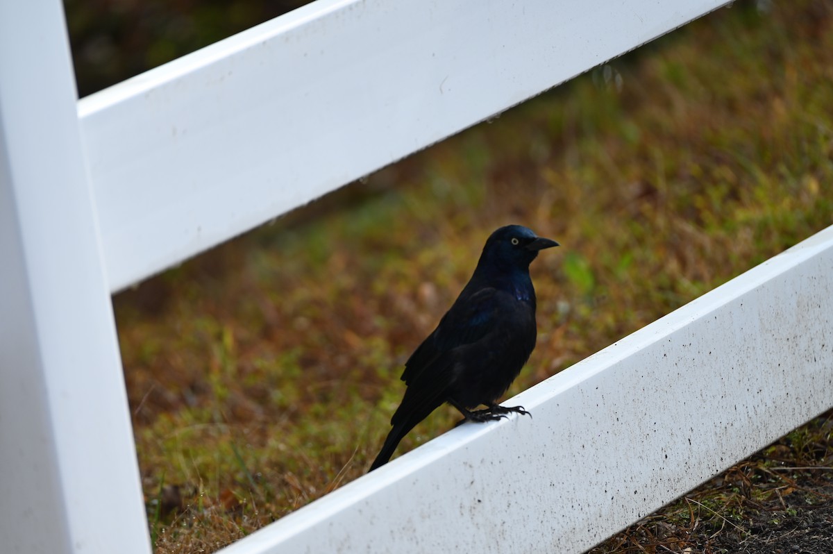 Common Grackle - ML645858744