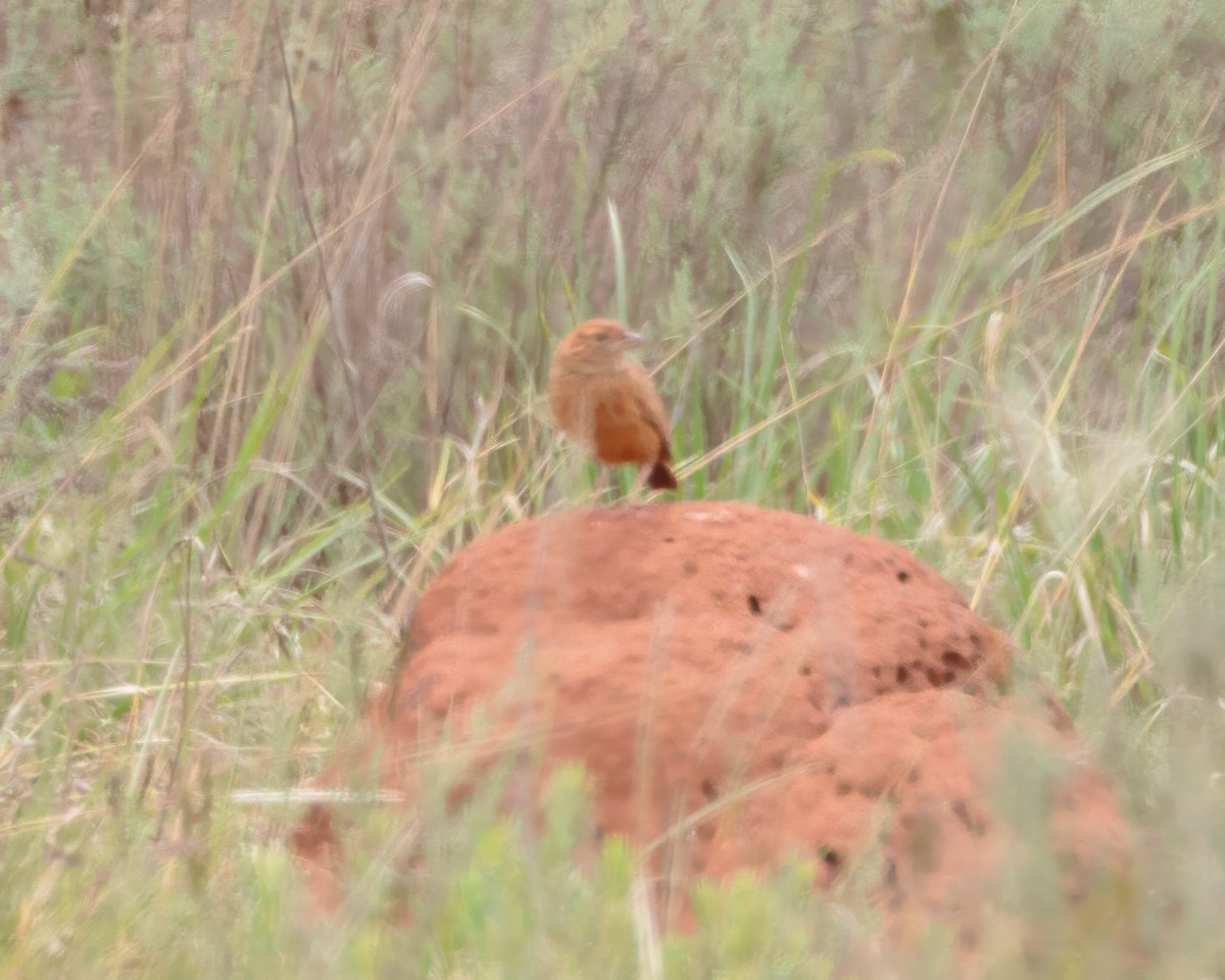 Ostklapperlerche - ML645858746