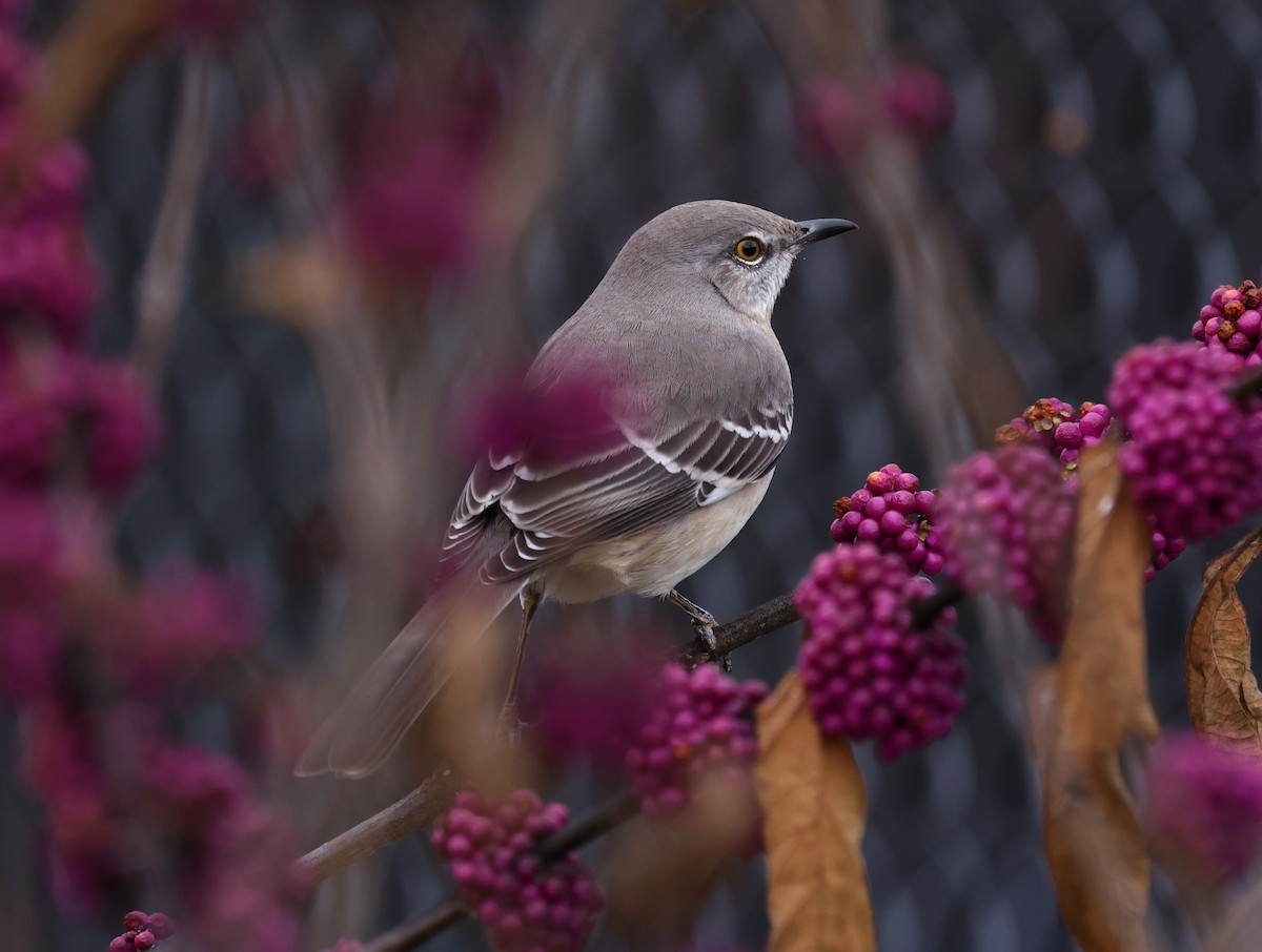 Northern Mockingbird - ML645858759