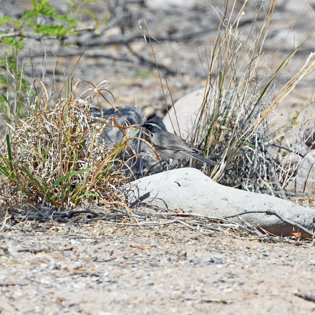 Black-throated Sparrow - ML645858765