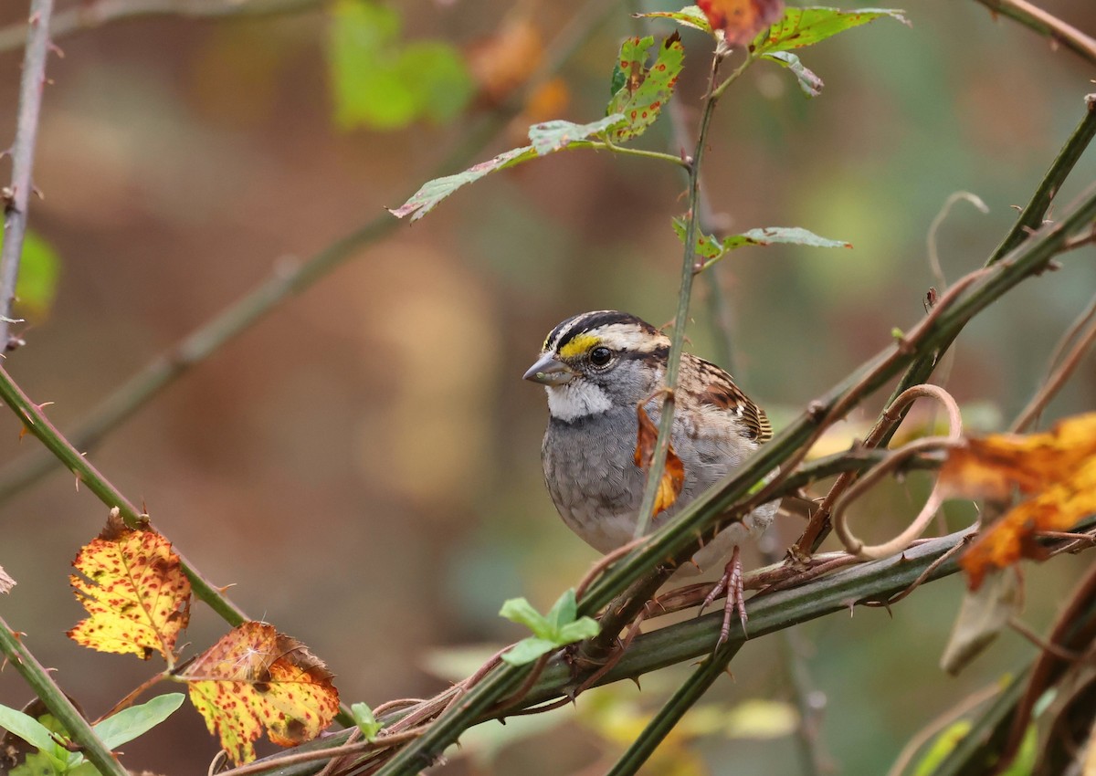 White-throated Sparrow - ML645858773