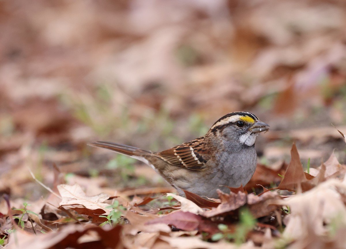 White-throated Sparrow - ML645858774