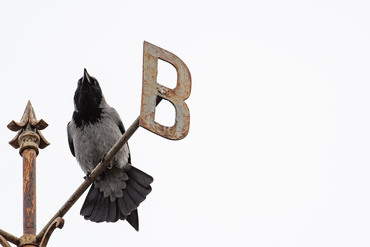 Nebelkrähe - ML645858776