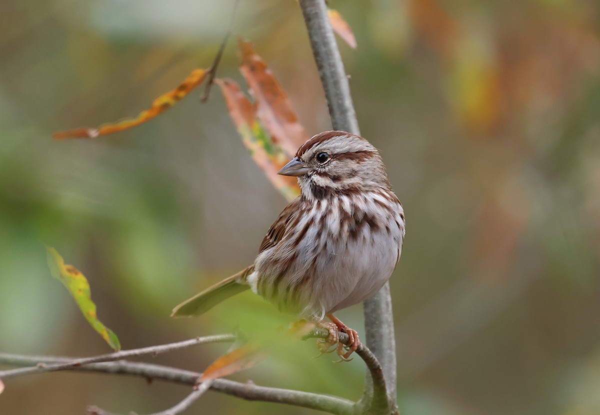 Song Sparrow - ML645858778