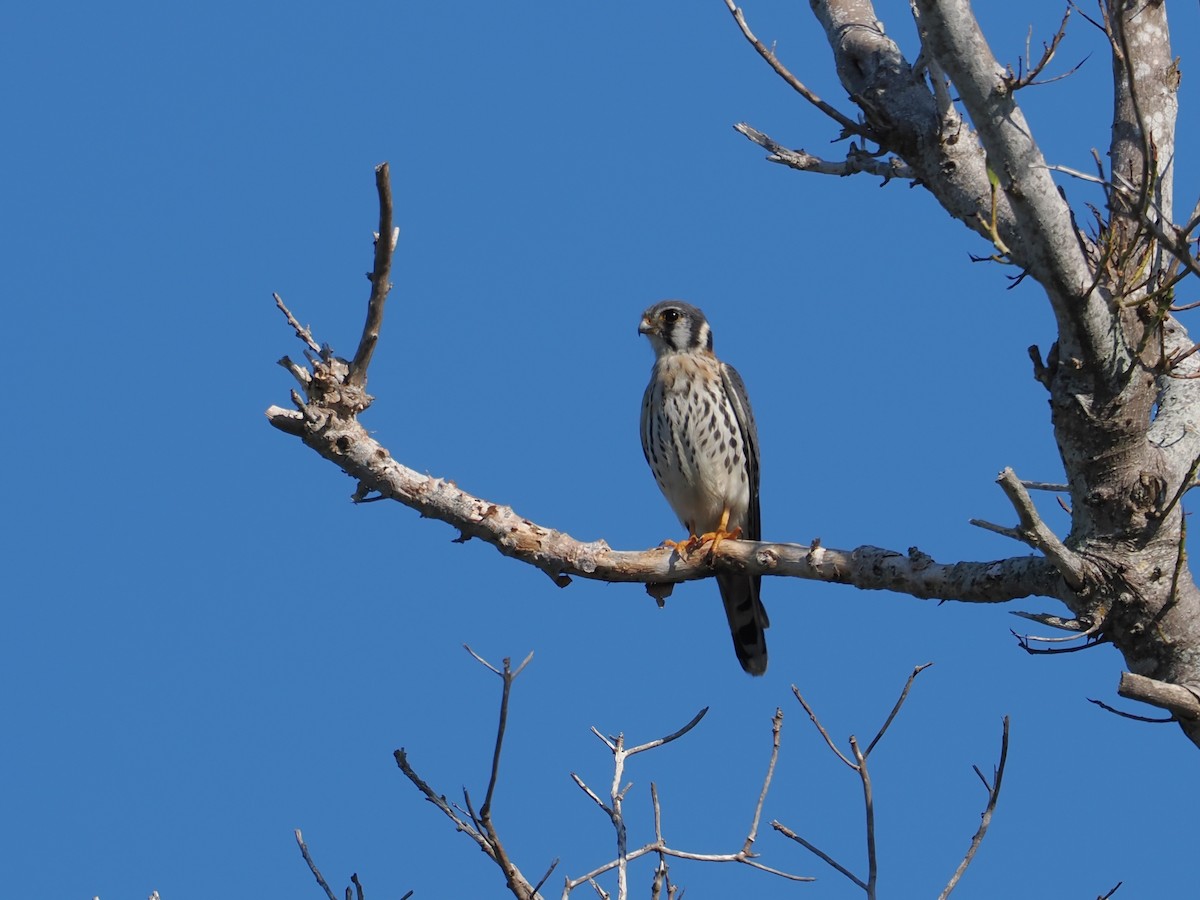 American Kestrel - ML645858780