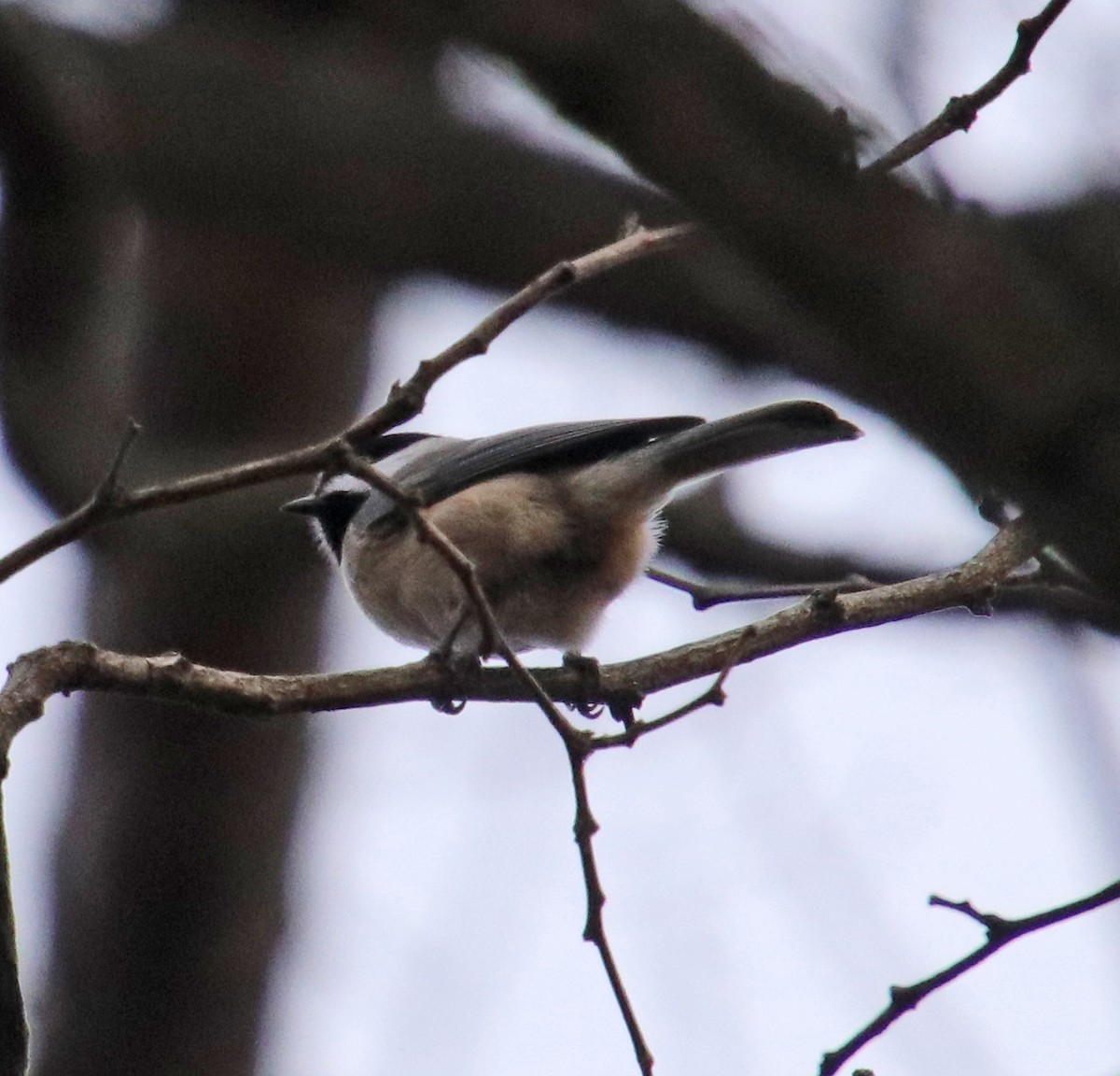 Carolina Chickadee - ML645858781
