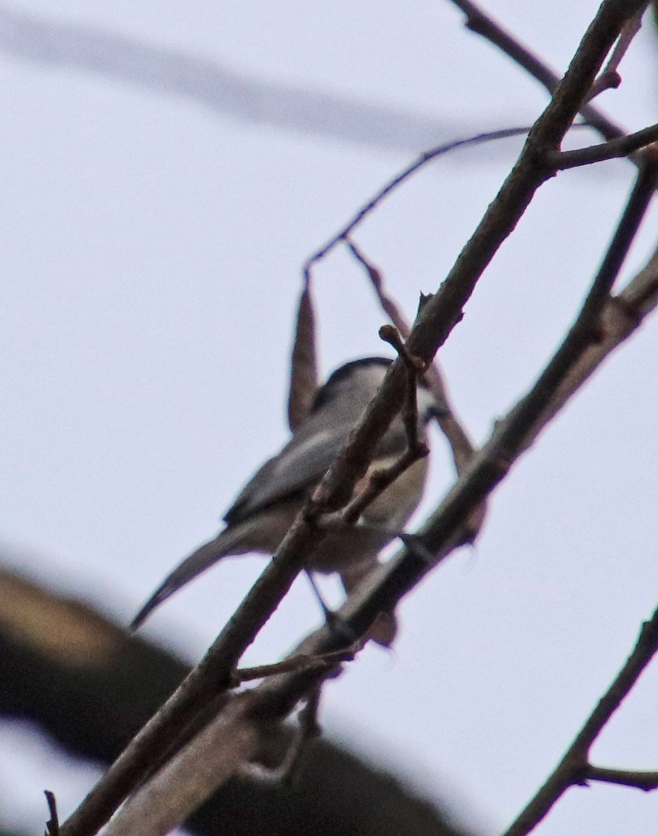 Carolina Chickadee - ML645858782
