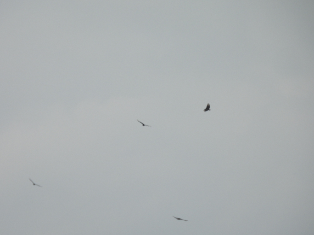 Black Vulture - ML645858785