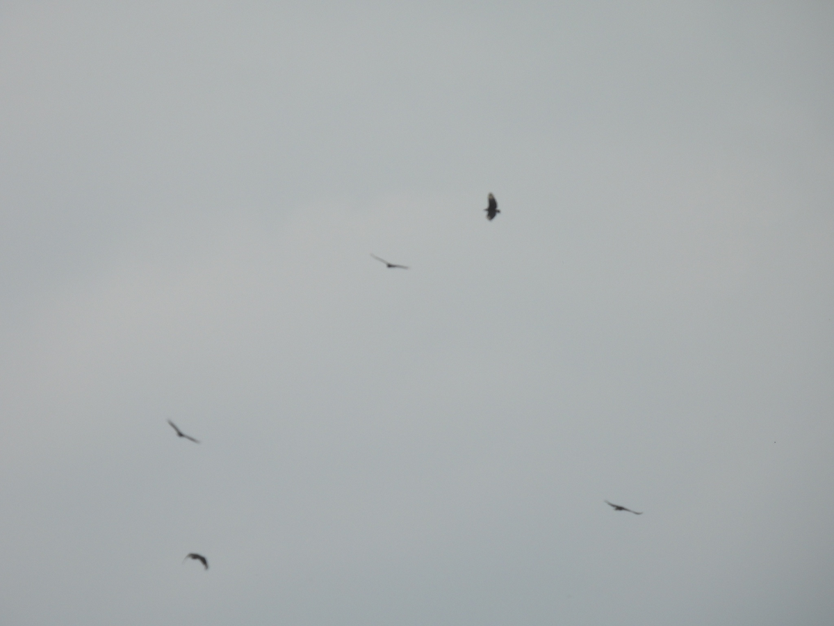 Black Vulture - ML645858786