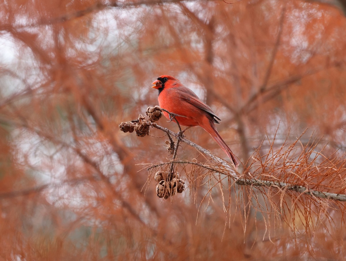 Northern Cardinal - ML645858788