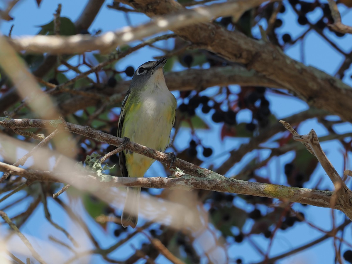 Blue-headed Vireo - ML645858805