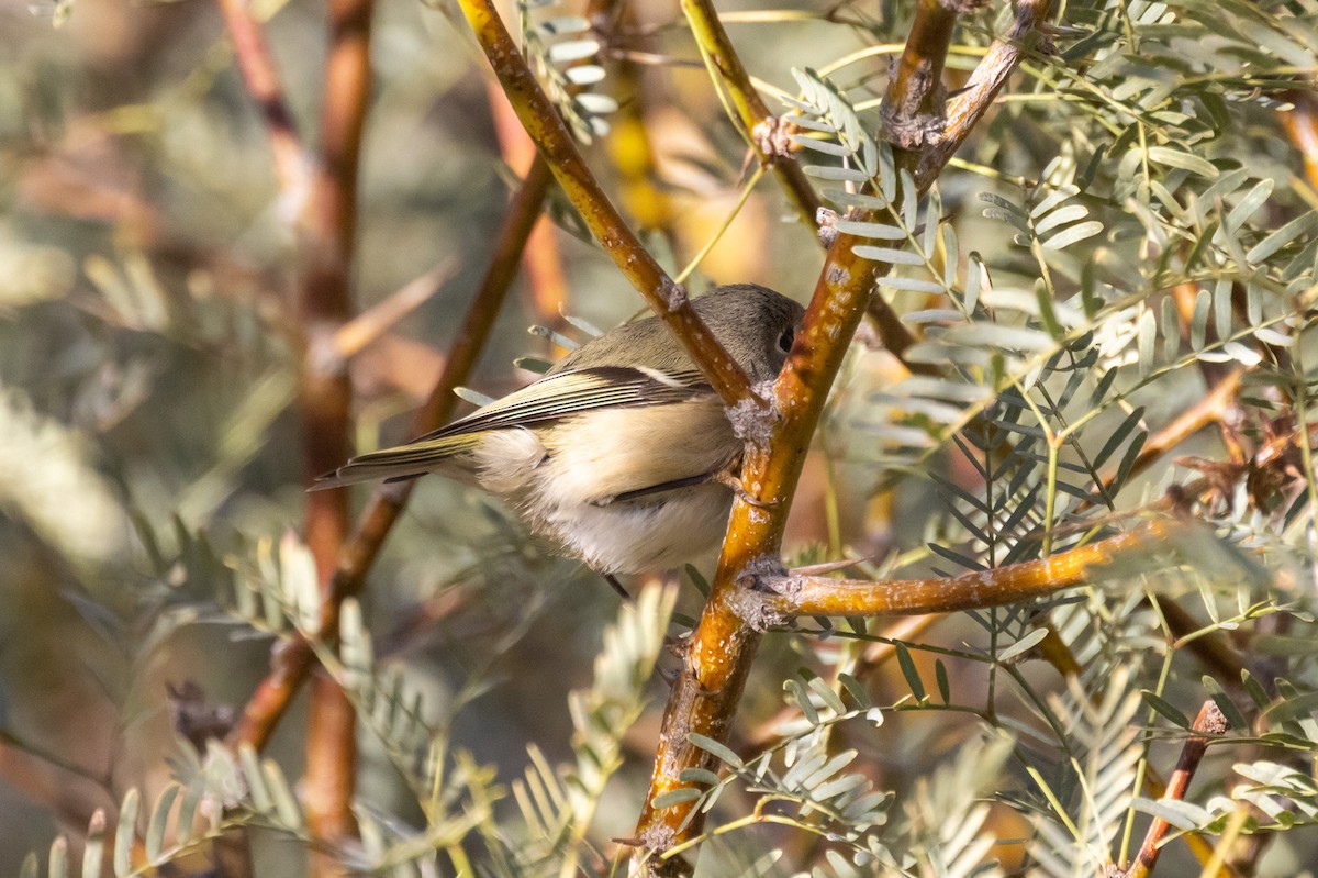 králíček americký - ML645858818