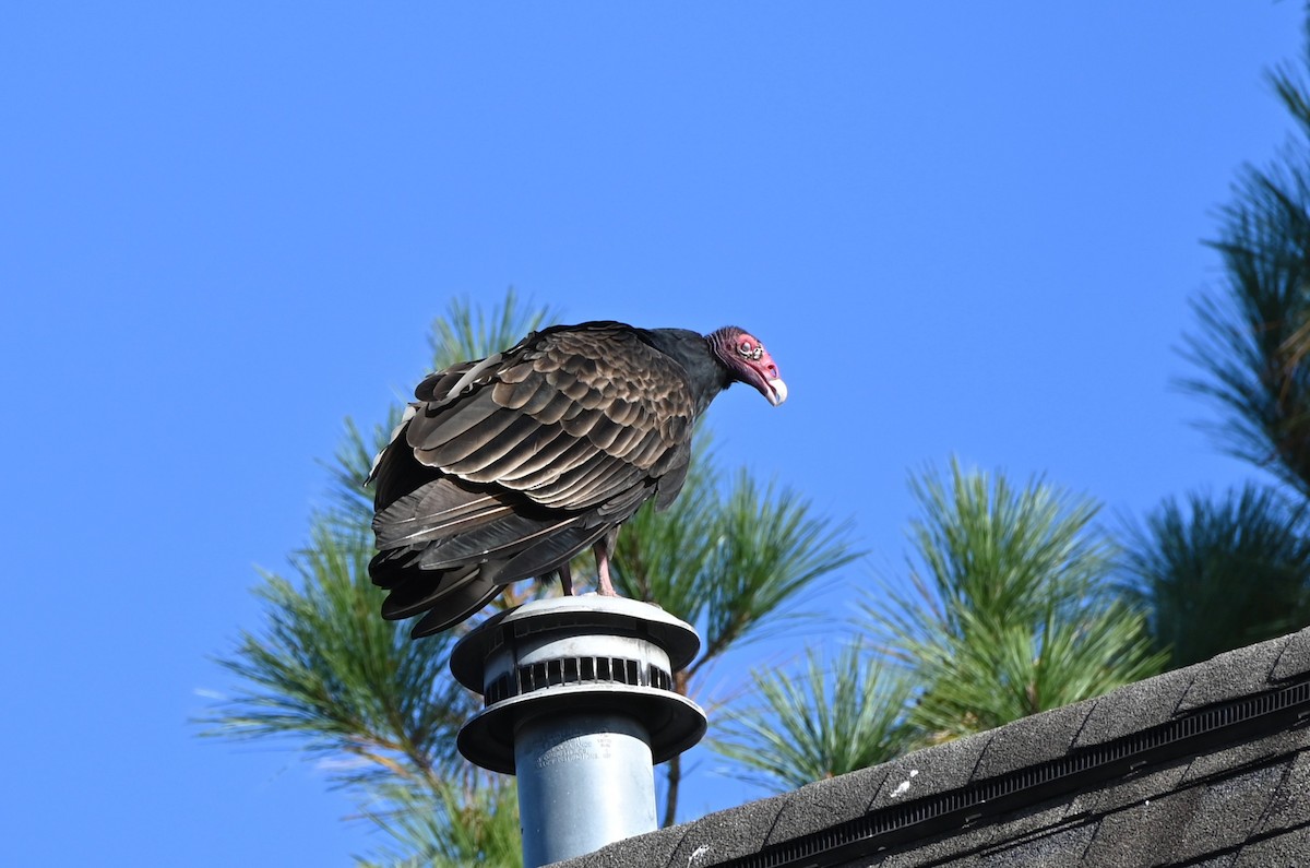 Turkey Vulture - ML645858819
