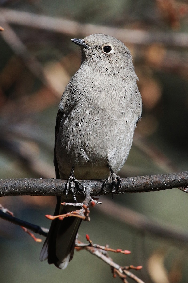 Townsend's Solitaire - ML645858820