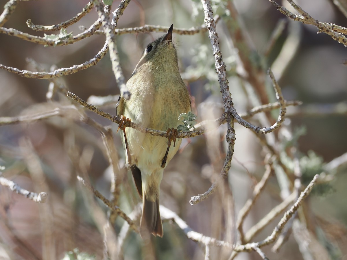 králíček americký - ML645858823