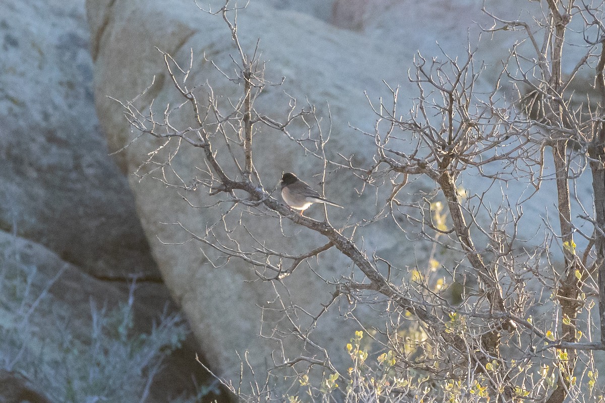 Dark-eyed Junco - ML645858828