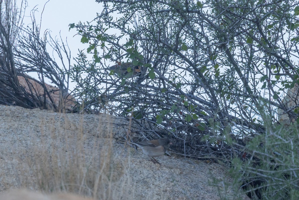 Dark-eyed Junco - ML645858829