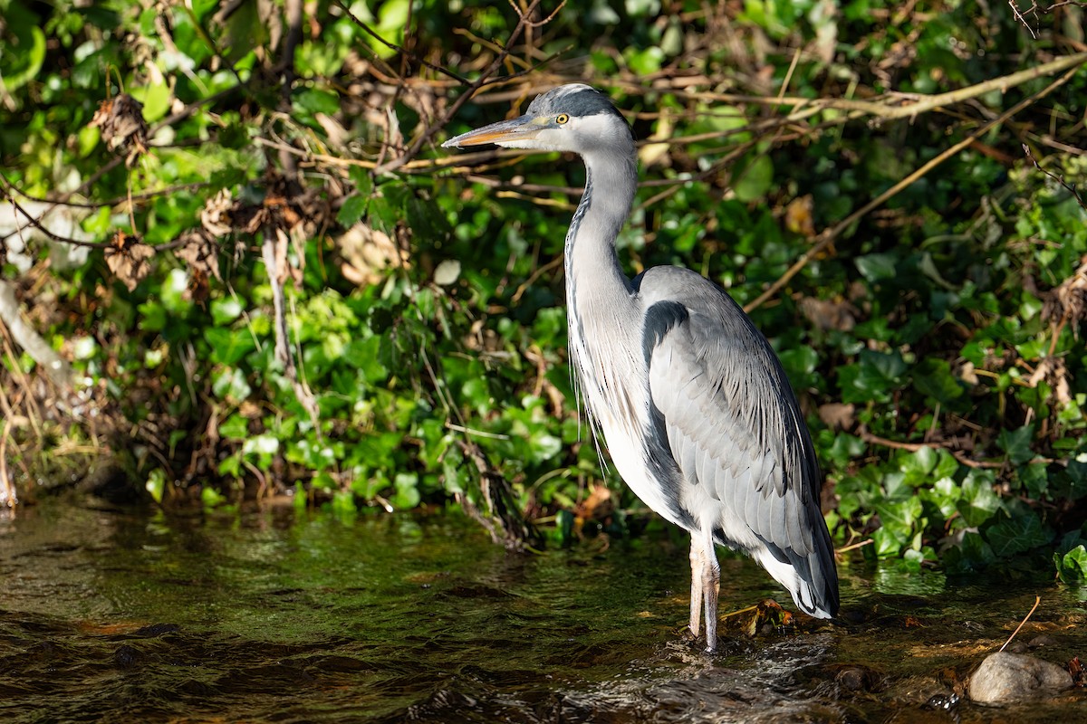 Gray Heron (Gray) - ML645858830