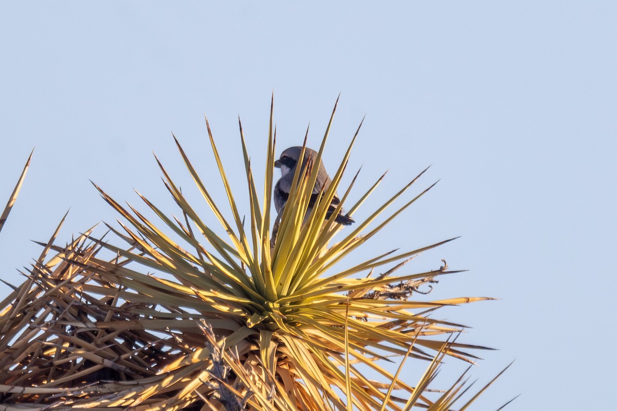 Loggerhead Shrike - ML645858831