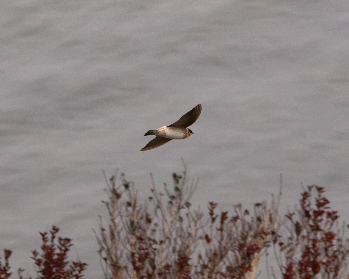 vlaštovka jeskynní - ML645858832