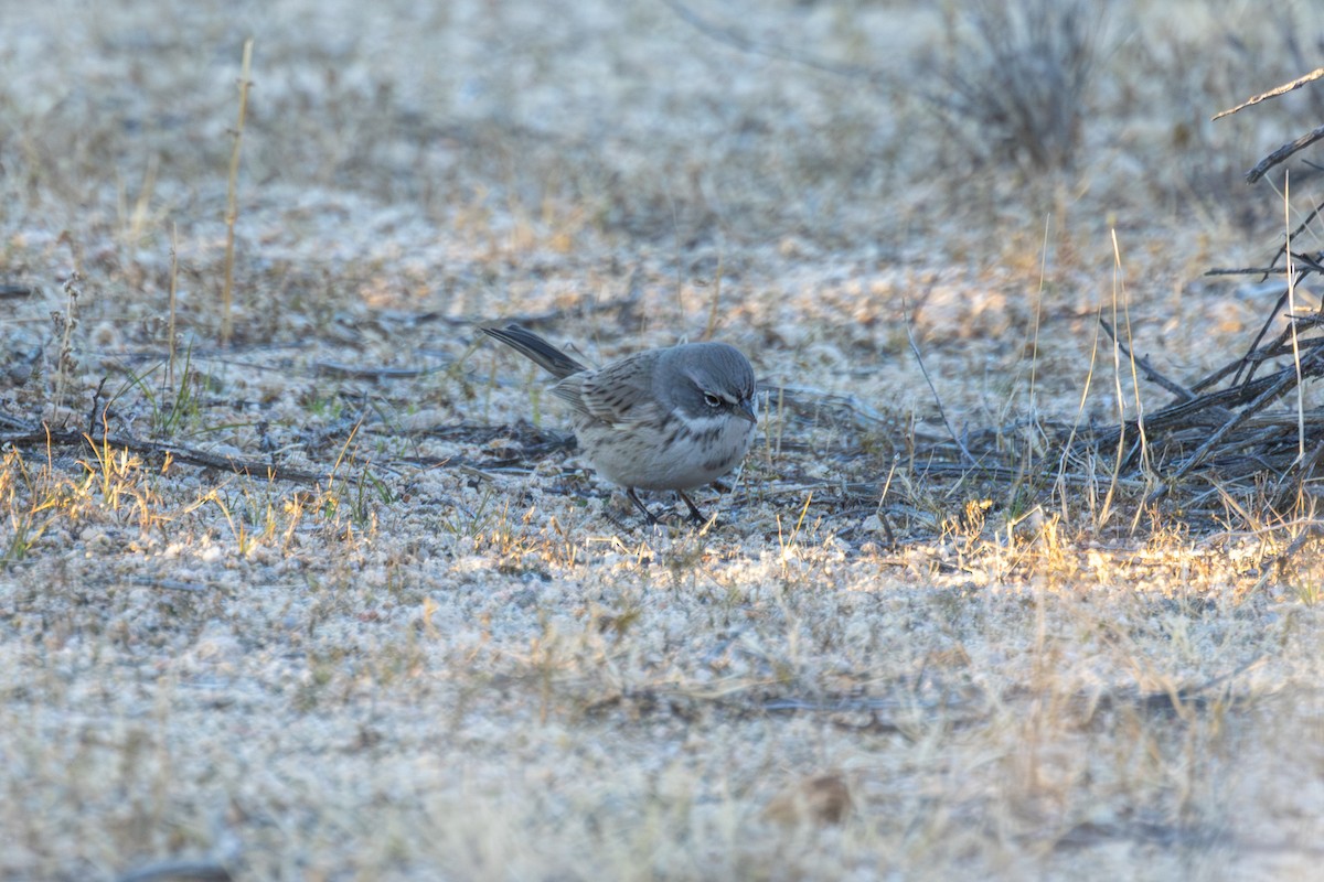 Sagebrush/Bell's Sparrow (Sage Sparrow) - ML645858833