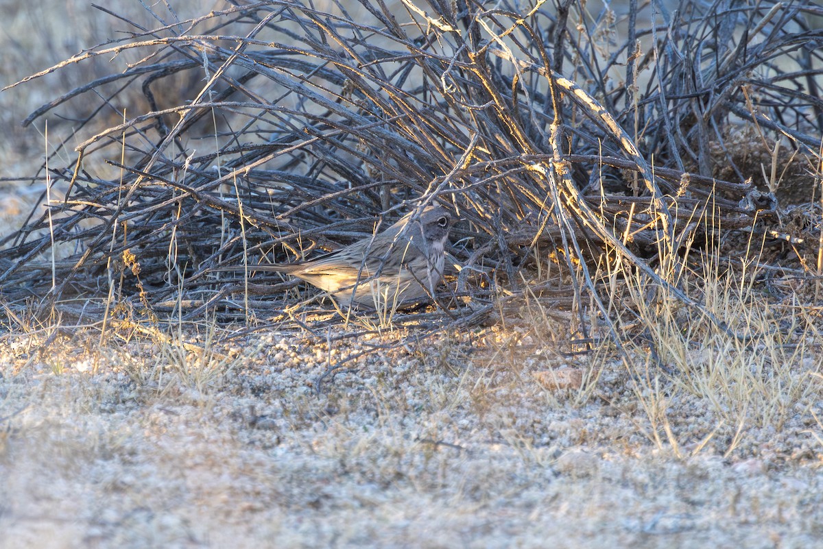 Sagebrush/Bell's Sparrow (Sage Sparrow) - ML645858834