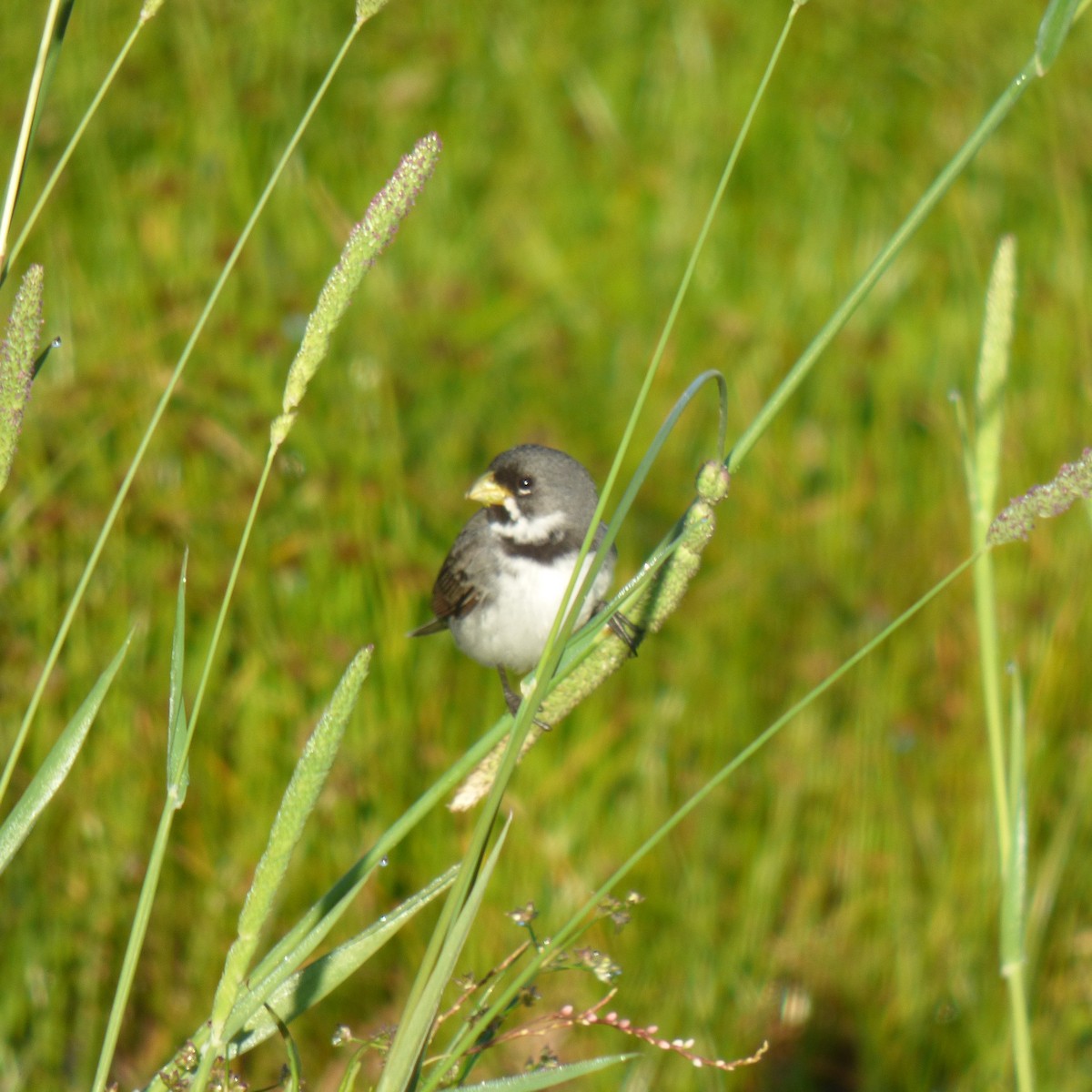 Double-collared Seedeater - ML645858835