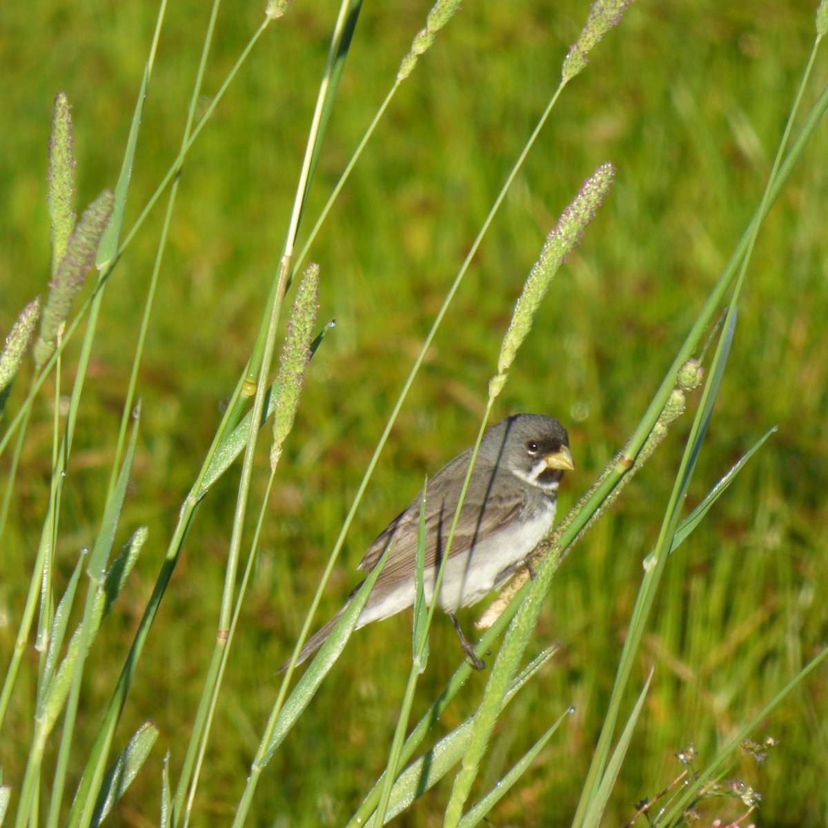 Double-collared Seedeater - ML645858836