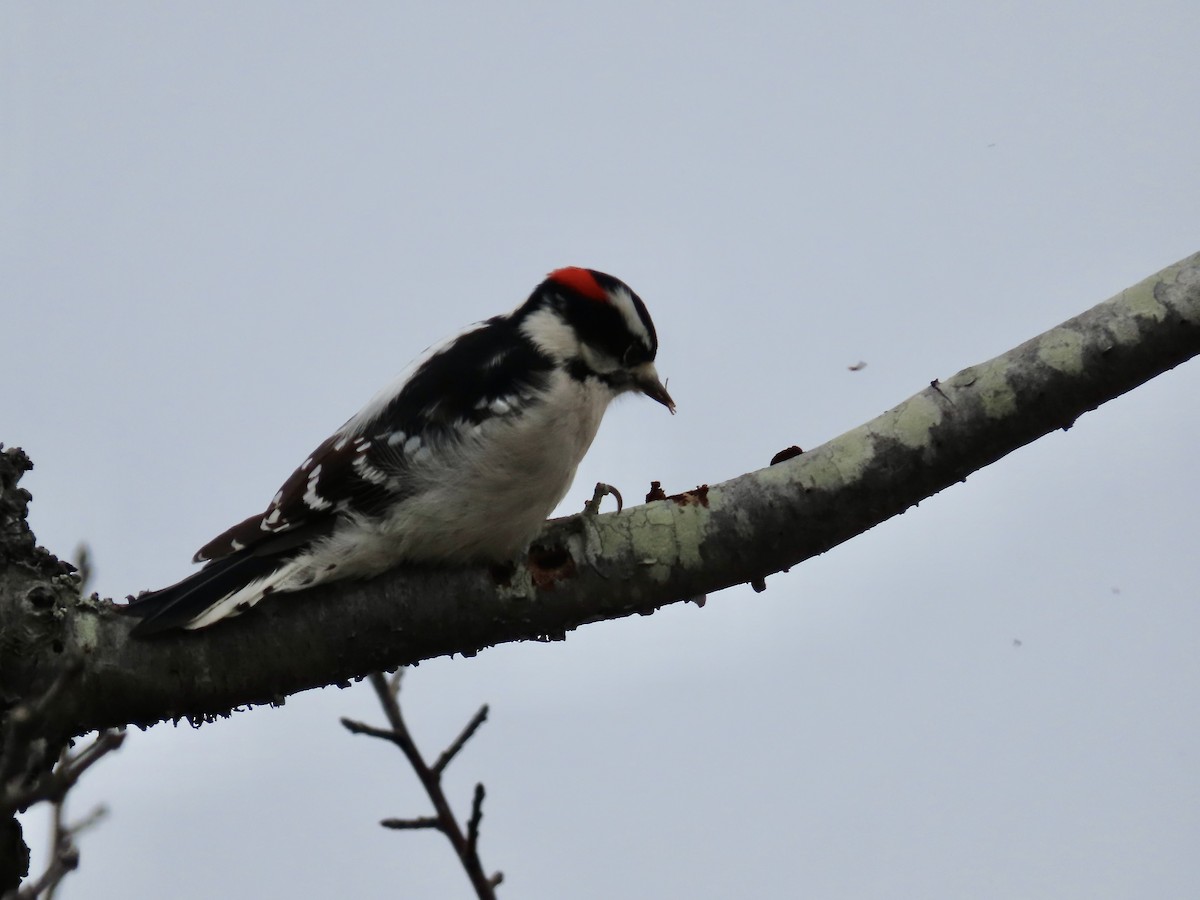 Downy Woodpecker - ML645858837