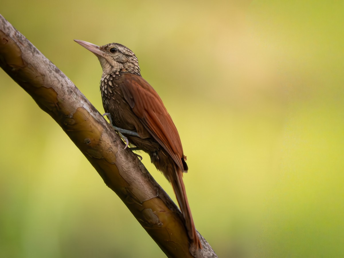 Straight-billed Woodcreeper - ML645858838