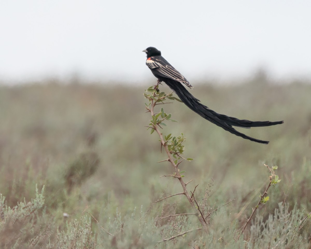 Long-tailed Widowbird - ML645858843