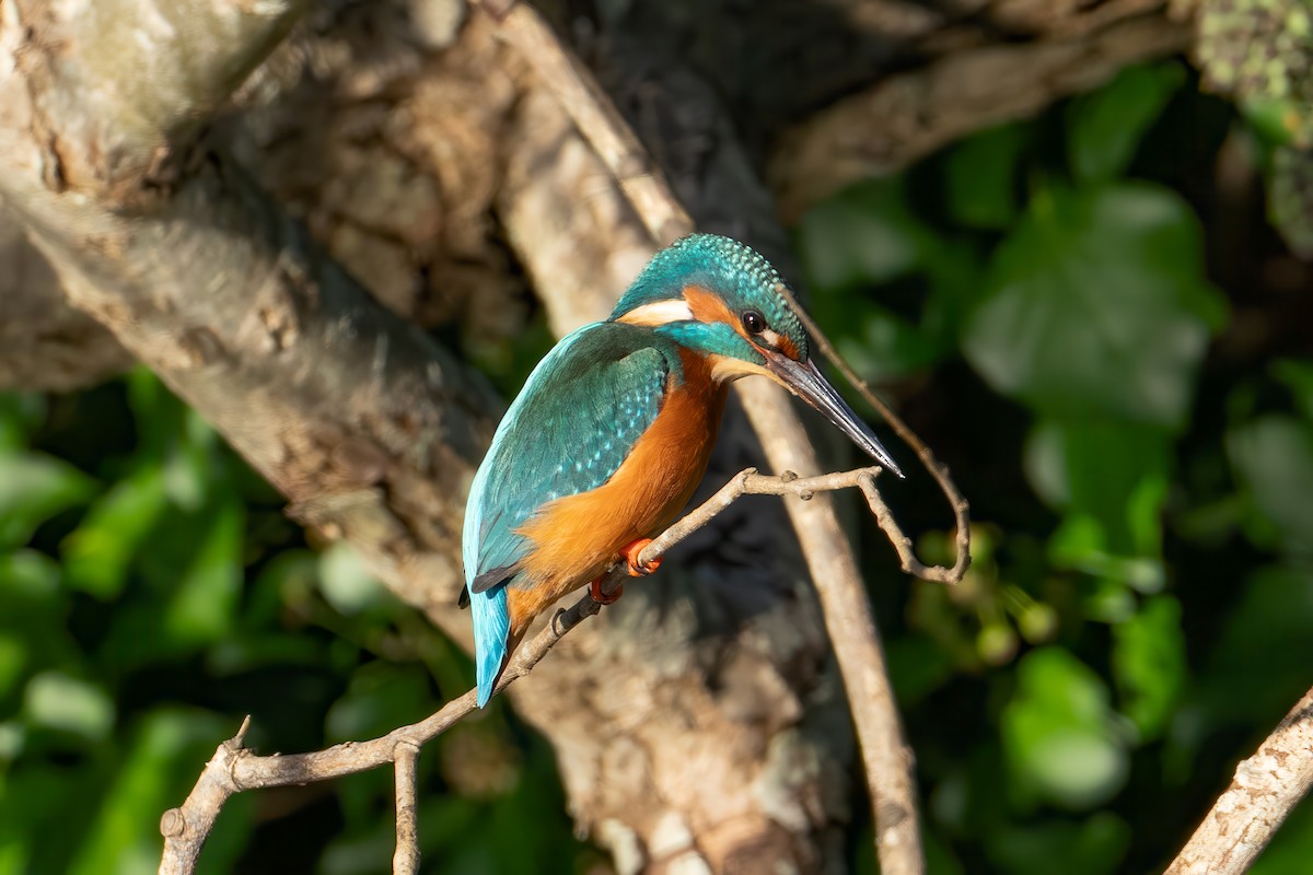 Common Kingfisher - ML645858844