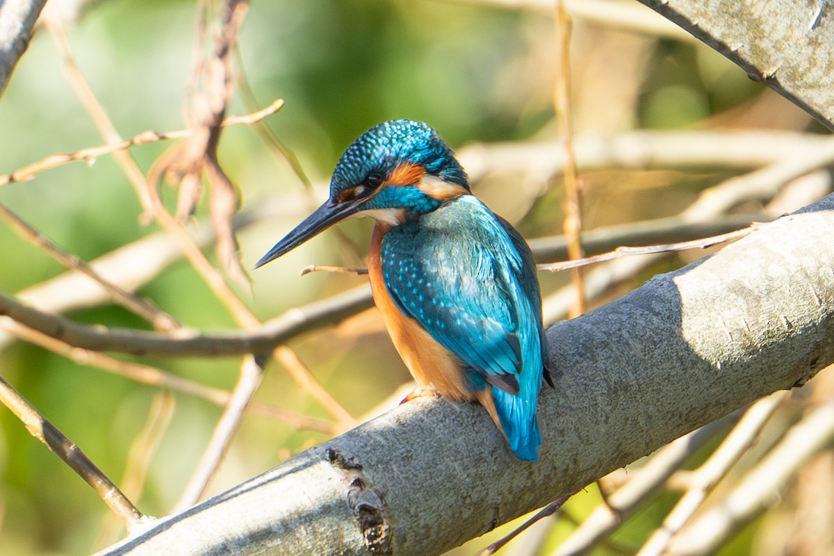 Common Kingfisher - ML645858845