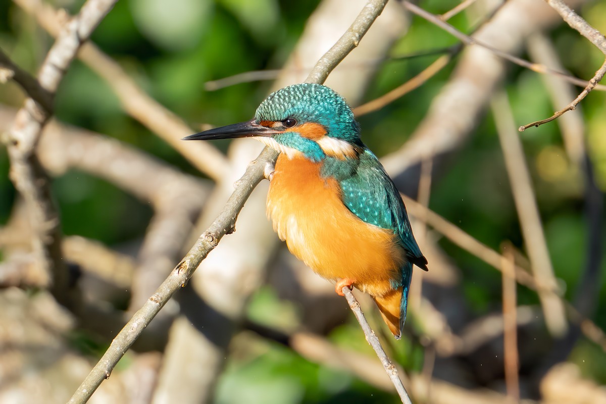 Common Kingfisher - ML645858846